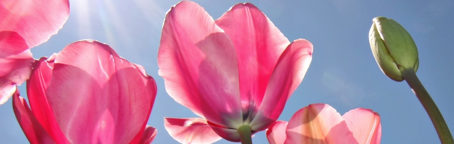 tulp